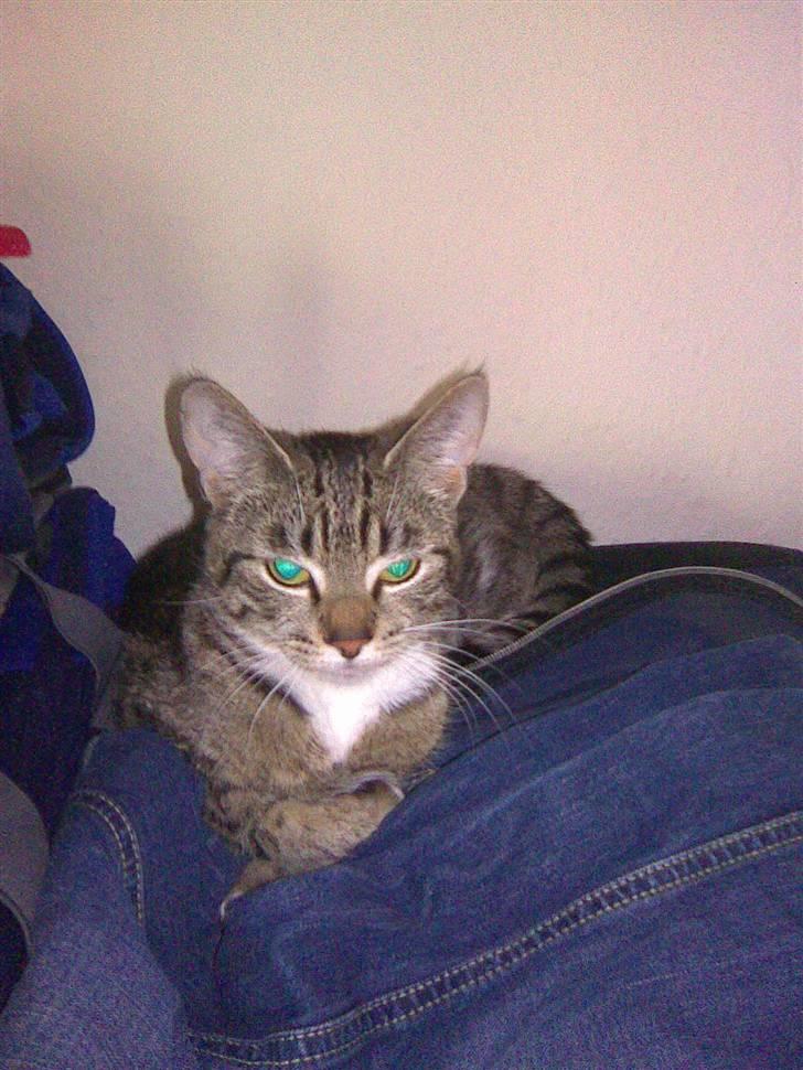 Huskat frøken billede 7