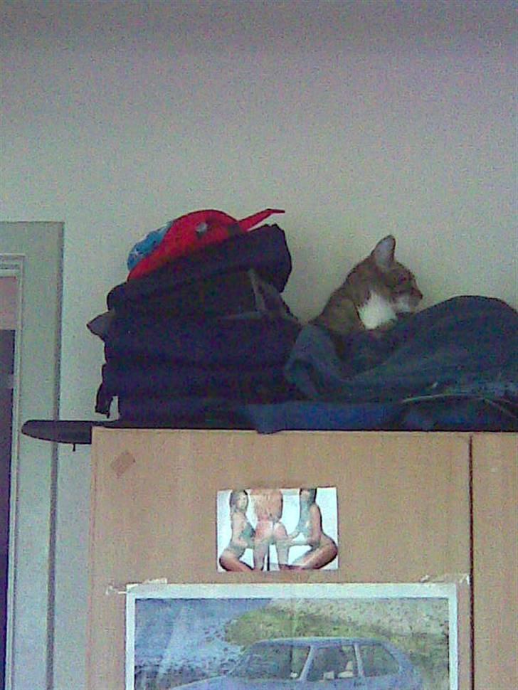 Huskat frøken billede 8