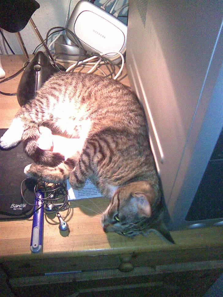 Huskat frøken billede 9