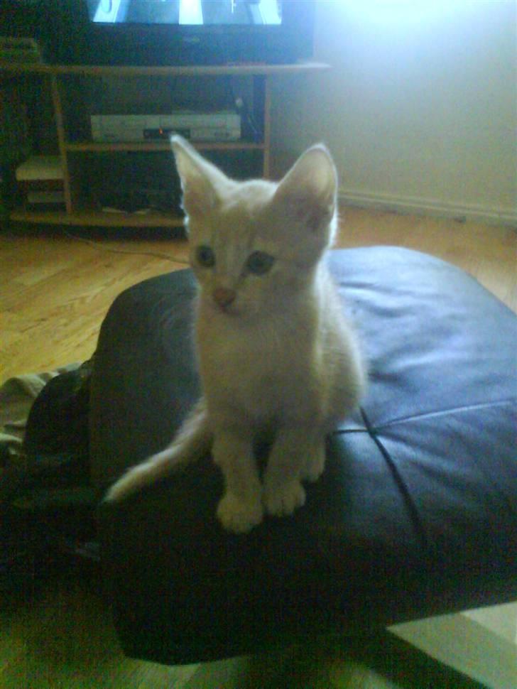 Huskat kirby :) billede 6