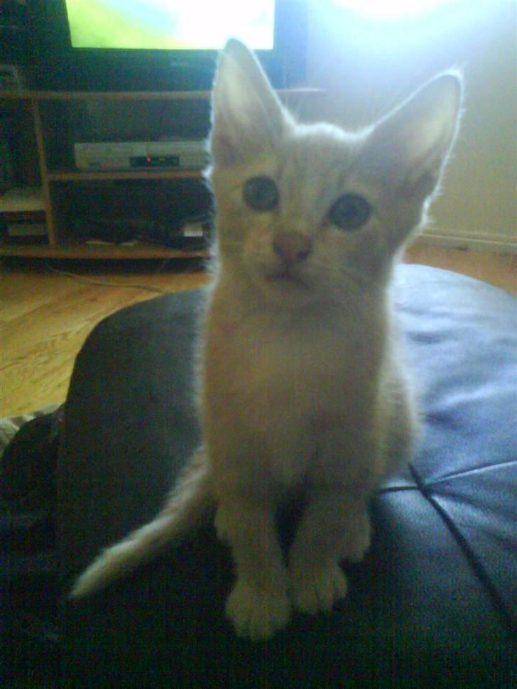 Huskat kirby :) - hvad laver du  billede 7