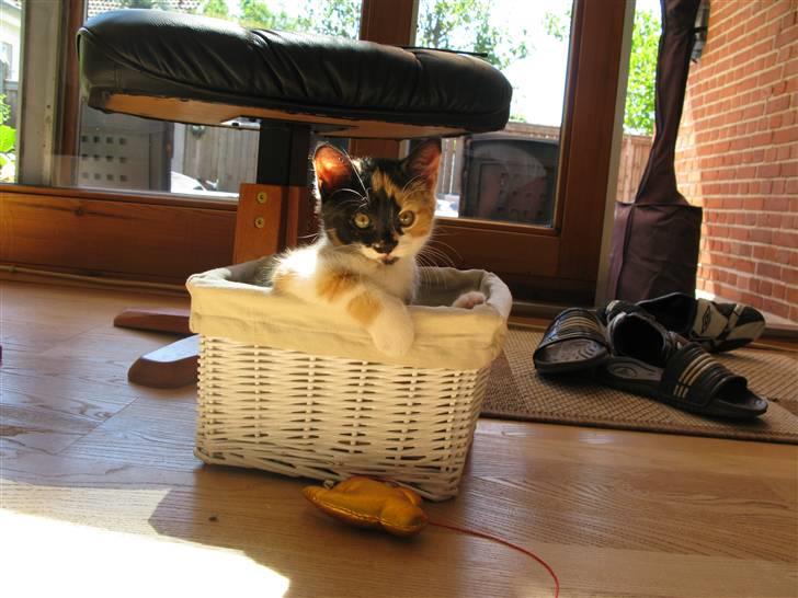 Huskat Nala - Sidder i legetøjskurven. billede 10