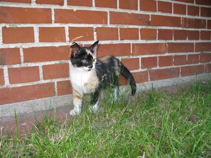 Huskat Nala billede 12