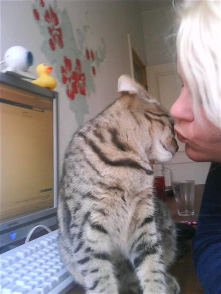 Blanding af racer Hr.Fluffy billede 1