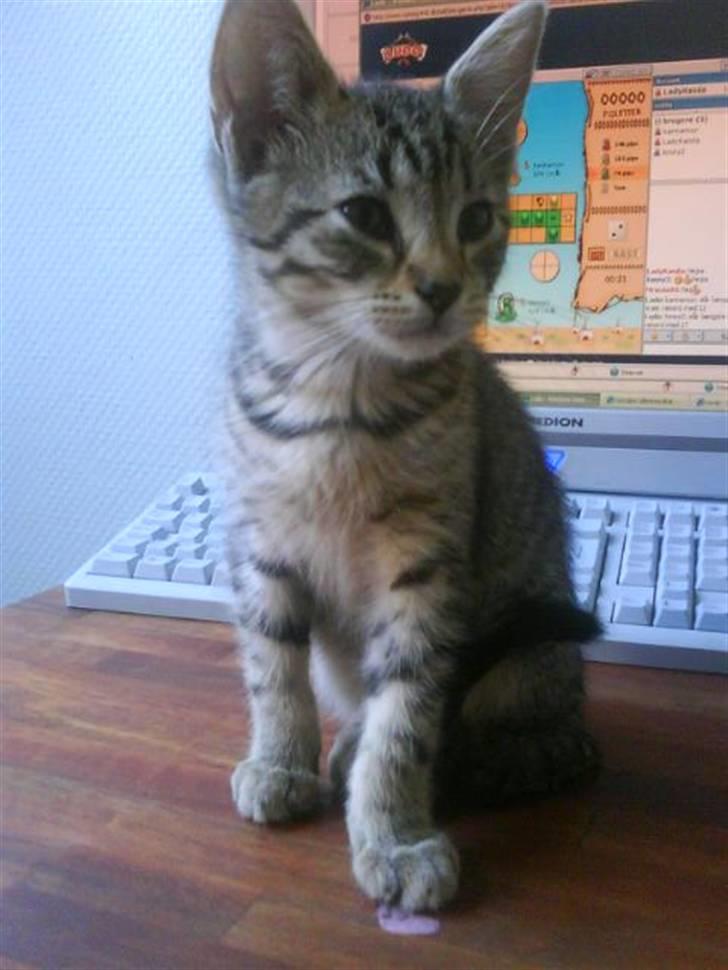 Blanding af racer Hr.Fluffy billede 2