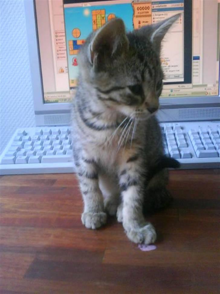 Blanding af racer Hr.Fluffy billede 3