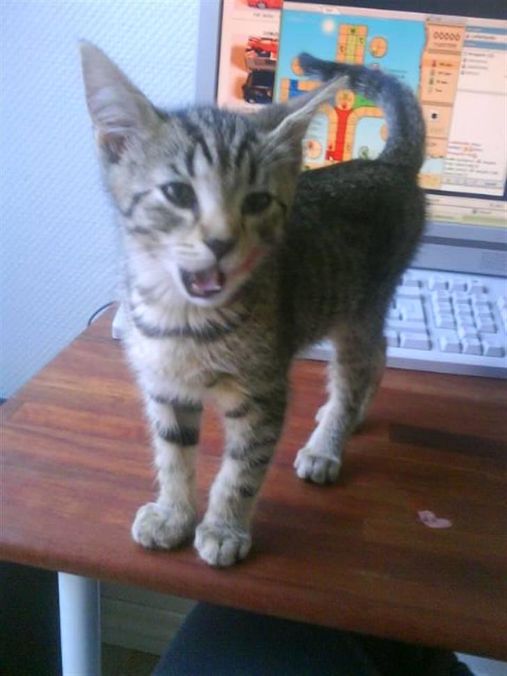 Blanding af racer Hr.Fluffy billede 4