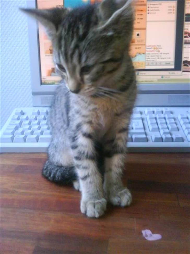 Blanding af racer Hr.Fluffy billede 5