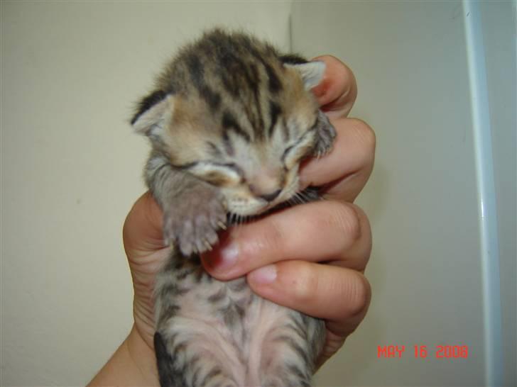 Blanding af racer Hr.Fluffy billede 6