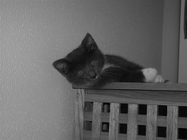 Huskat Batman - My name is Man.. Batman.. You can call me handsome..  billede 6