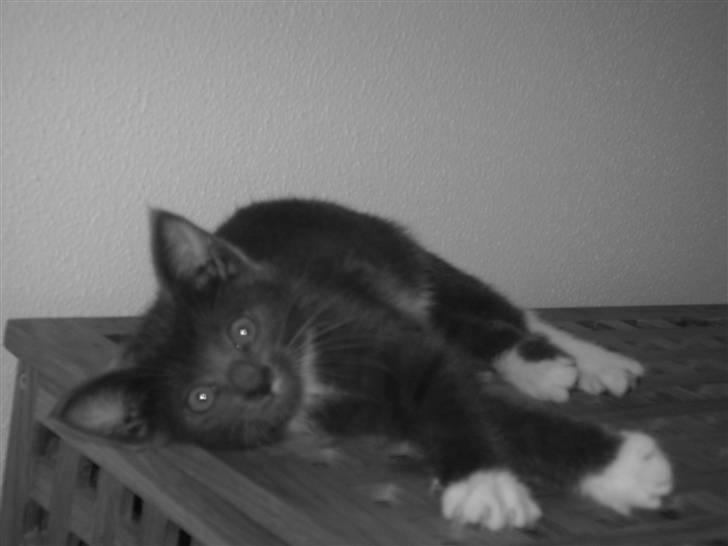 Huskat Batman billede 7