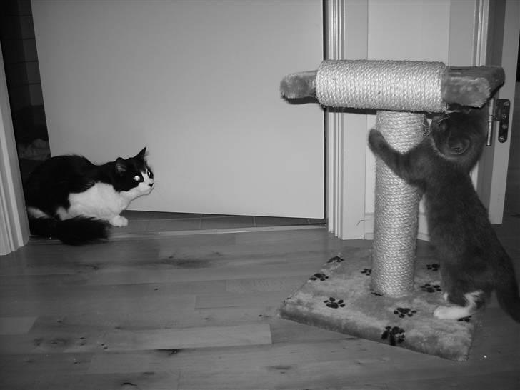 Huskat Batman - Haha! Nu har JEG kradsetræet!! billede 8