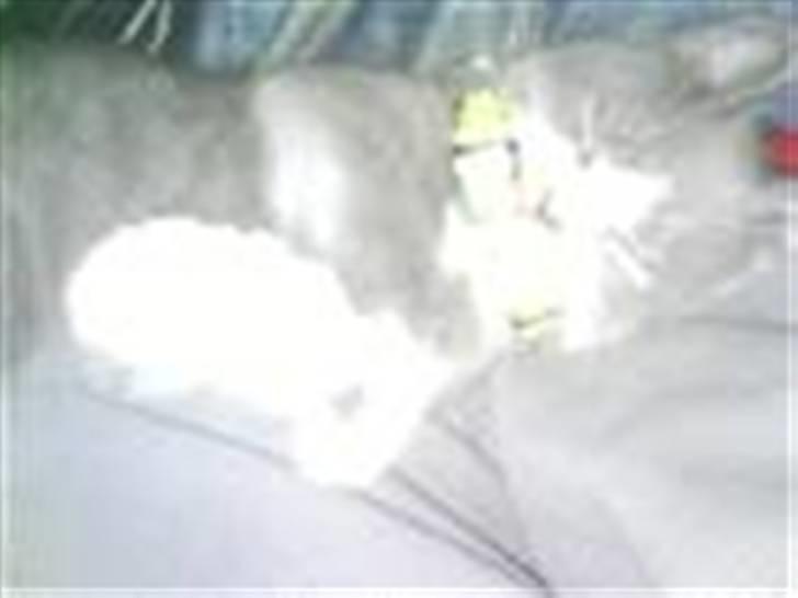 Huskat Knirke billede 7