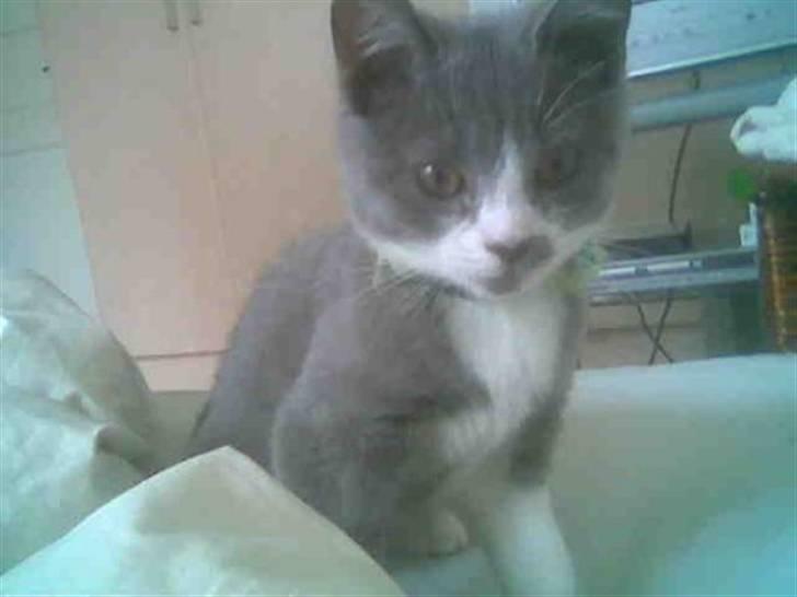 Huskat Knirke billede 8