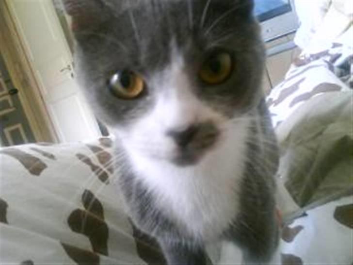 Huskat Knirke billede 9