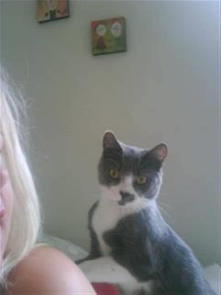 Huskat Knirke billede 10