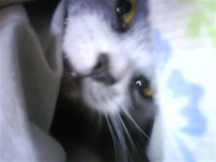 Huskat Knirke billede 11