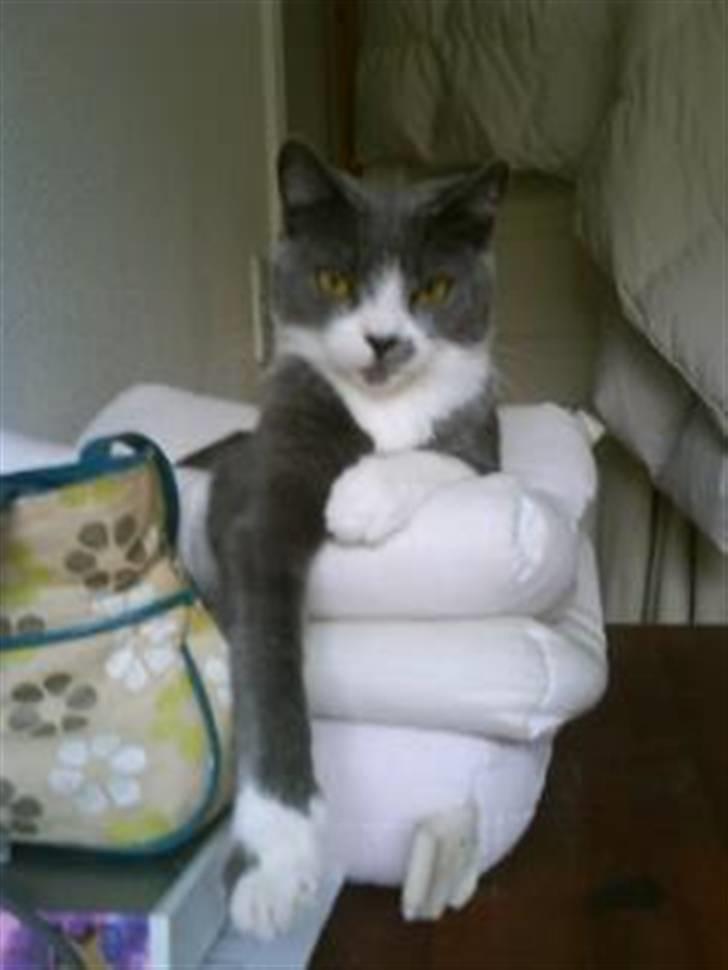 Huskat Knirke billede 12