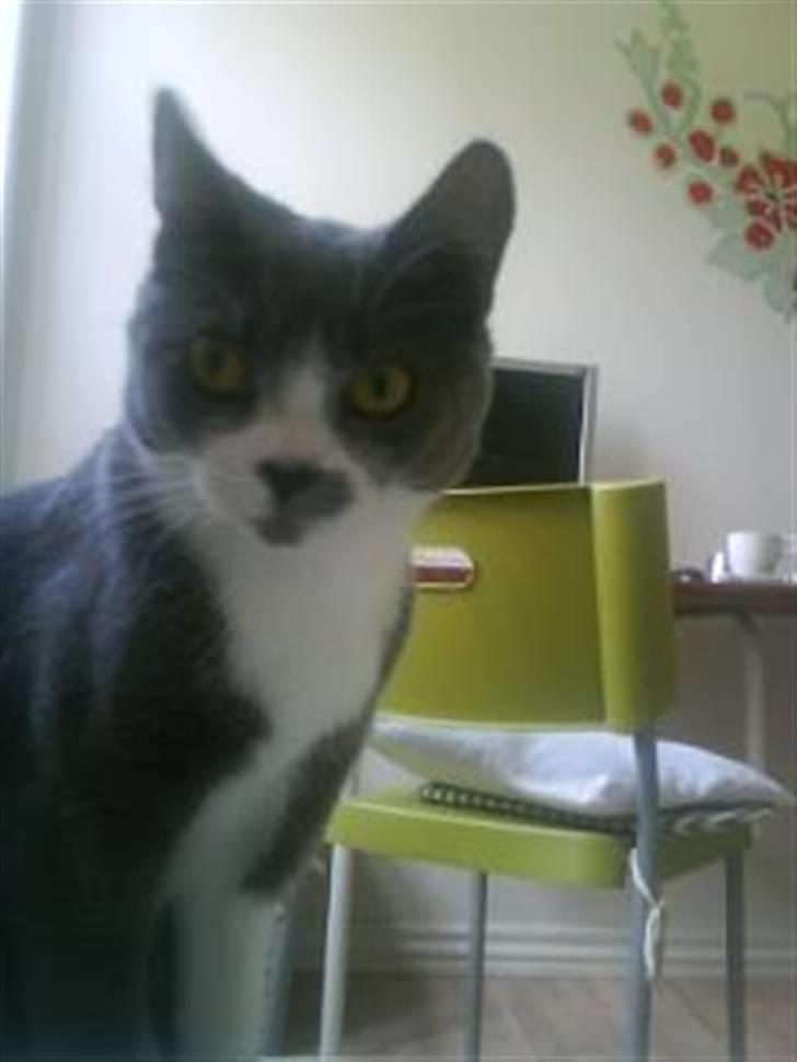 Huskat Knirke billede 13