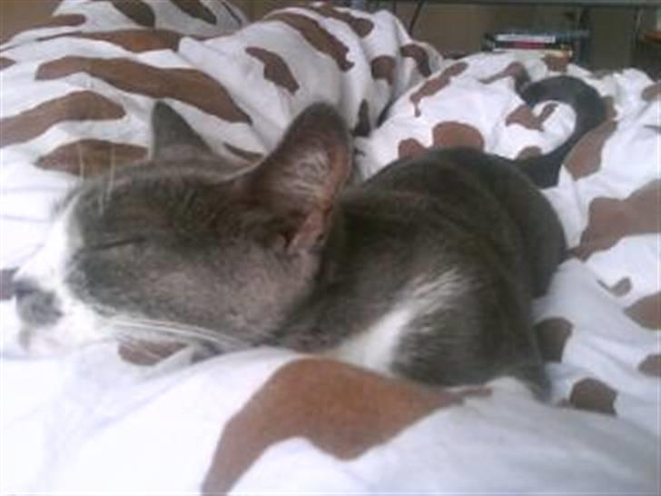 Huskat Knirke billede 14