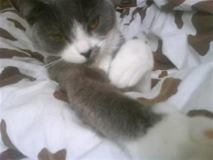 Huskat Knirke billede 15