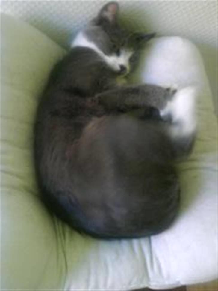 Huskat Knirke billede 16