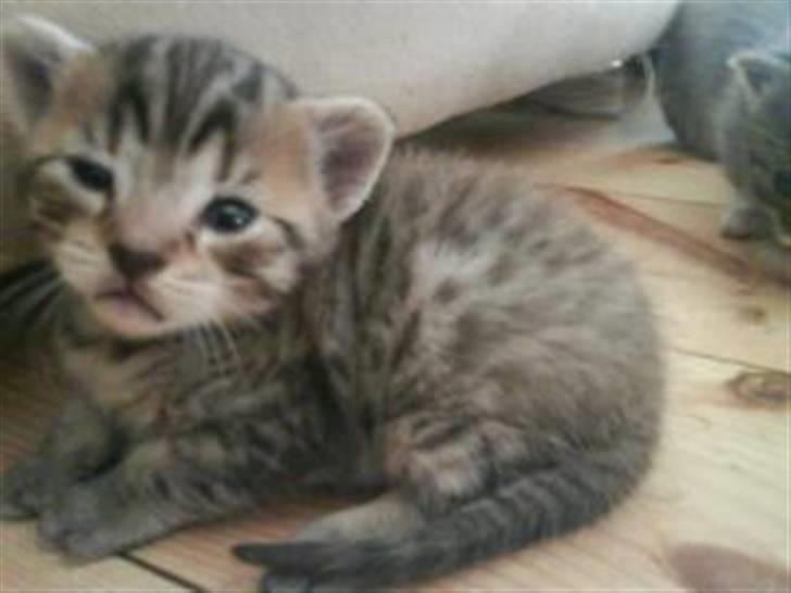 Blanding af racer Hr.Fluffy billede 7