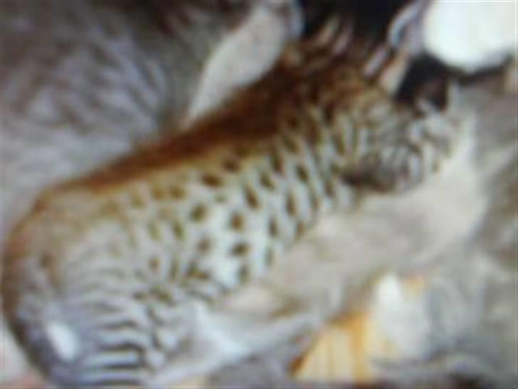 Blanding af racer Hr.Fluffy billede 8