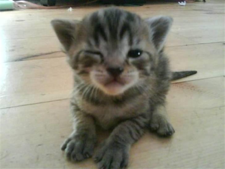 Blanding af racer Hr.Fluffy billede 9