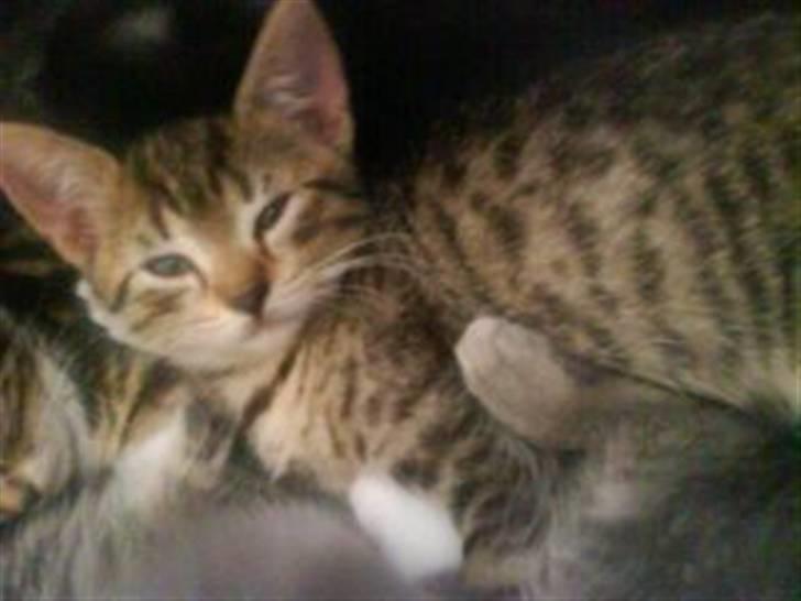 Blanding af racer Hr.Fluffy billede 10