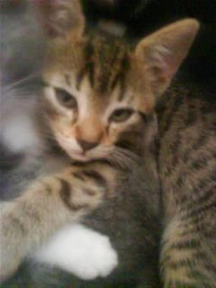 Blanding af racer Hr.Fluffy billede 11