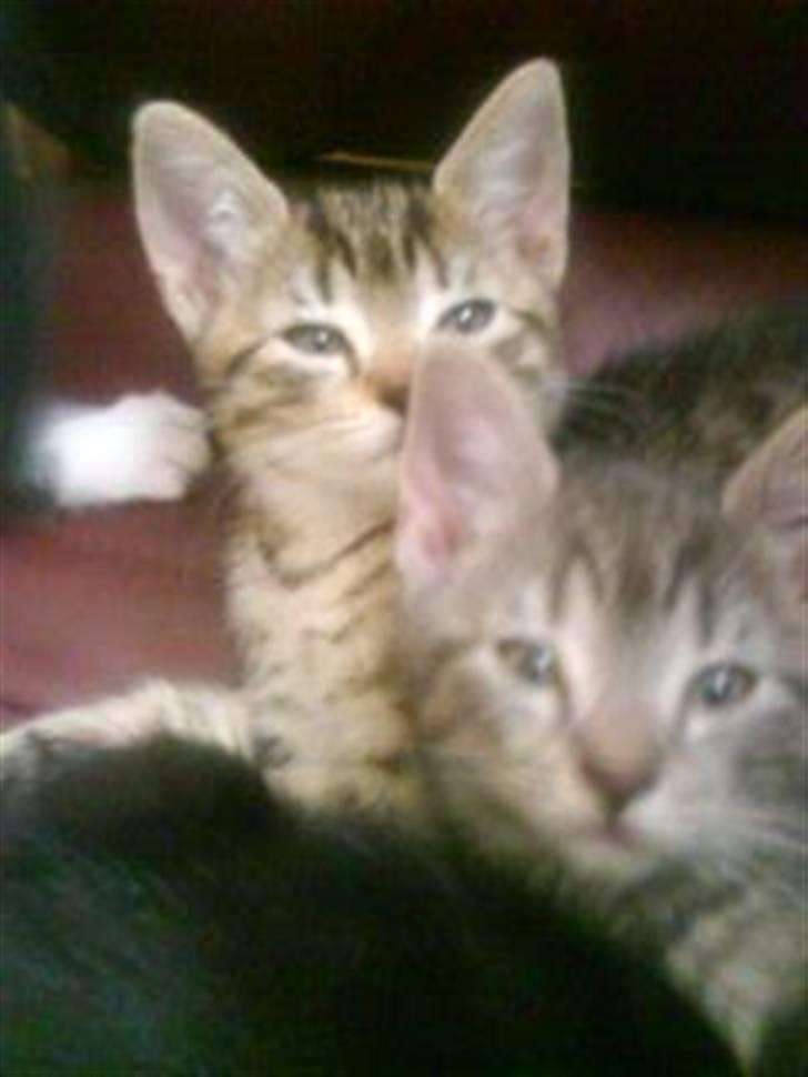 Blanding af racer Hr.Fluffy billede 12