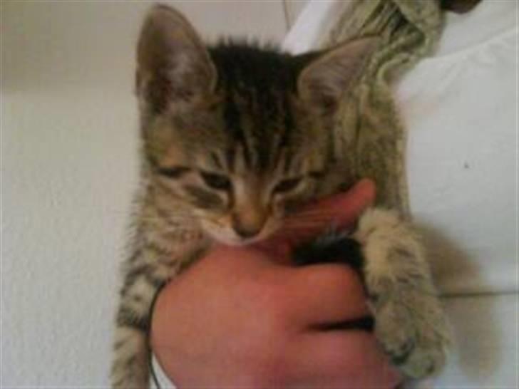 Blanding af racer Hr.Fluffy billede 13