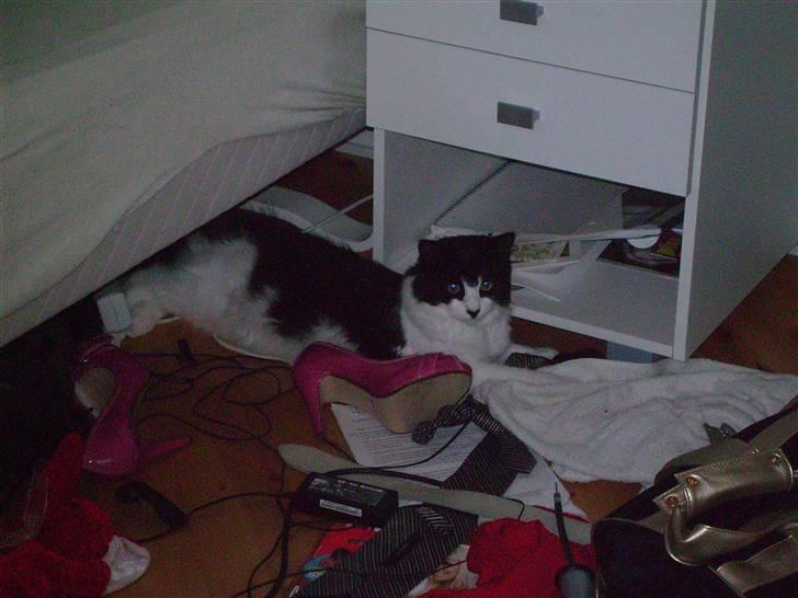 Huskat Pepsi - Jaa.. Vi er lidt mobsede her.. så nu ligger vi i rodet og gemmer os..  billede 8