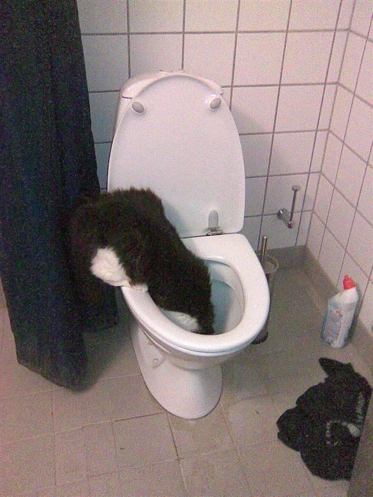 Huskat Pepsi - Yndlings legetøj.. Toilettet! Det ser så sjovt ud når vandet snurrer rundt..  billede 9