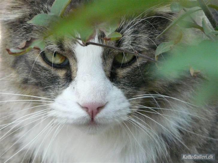 Maine Coon Sputnik billede 1