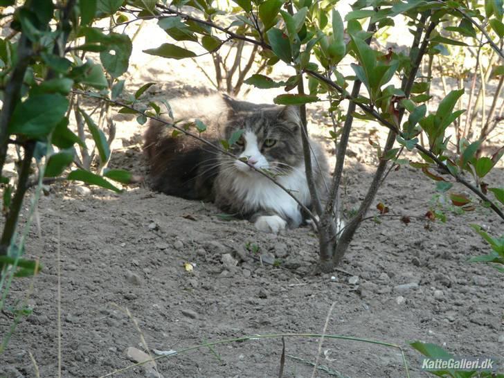 Maine Coon Sputnik billede 2