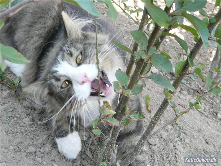 Maine Coon Sputnik billede 3