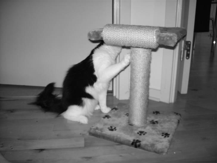 Huskat Pepsi billede 10