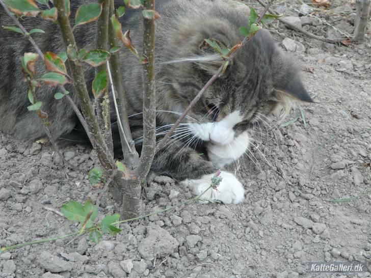 Maine Coon Sputnik billede 4