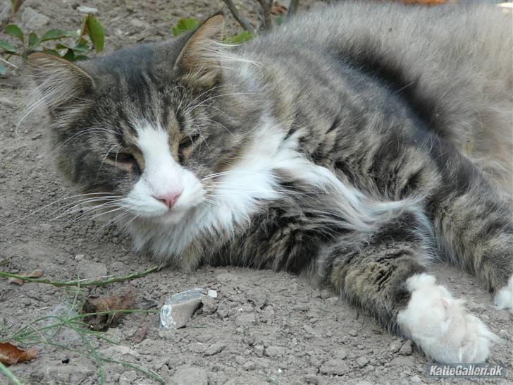 Maine Coon Sputnik billede 5