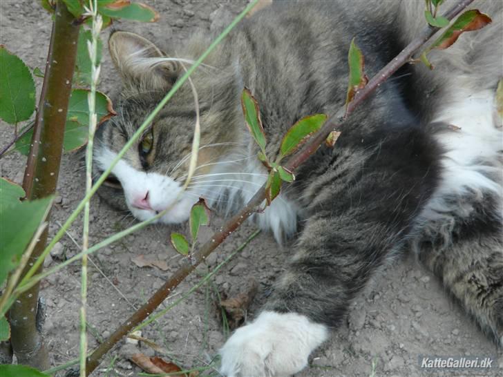 Maine Coon Sputnik billede 6