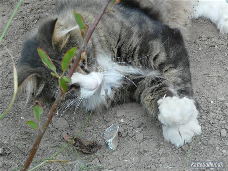 Maine Coon Sputnik billede 7
