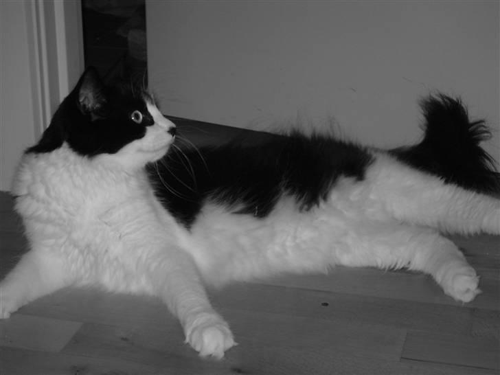 Huskat Pepsi billede 11