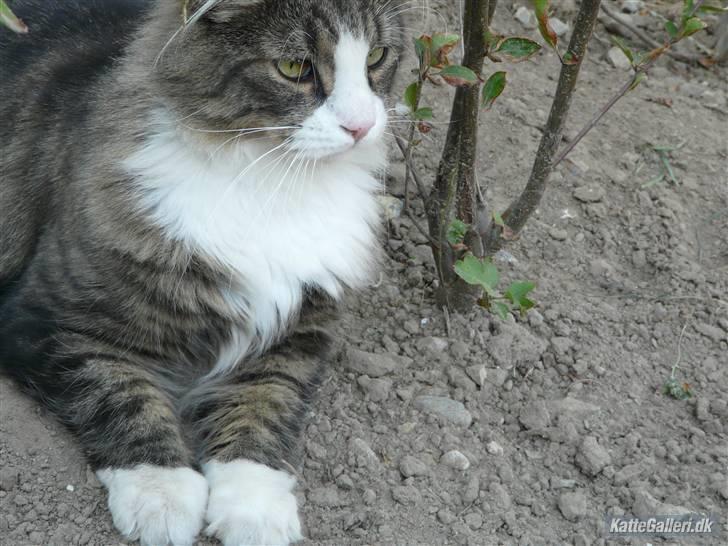 Maine Coon Sputnik billede 8