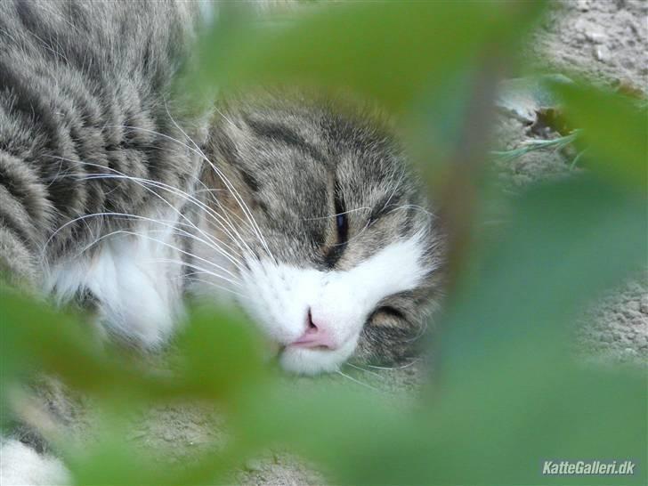 Maine Coon Sputnik billede 9