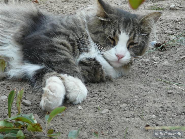 Maine Coon Sputnik billede 10