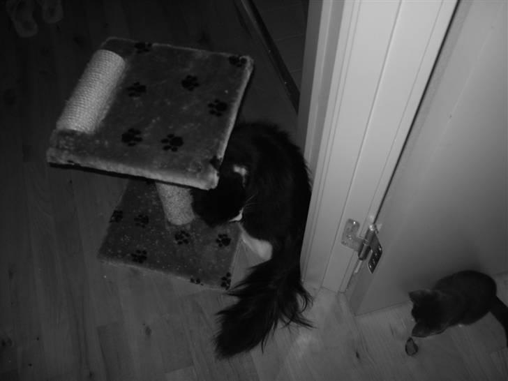 Huskat Pepsi - Uuuh.. HVem er det? billede 12