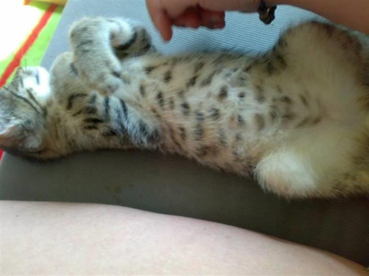 Blanding af racer Hr.Fluffy billede 14