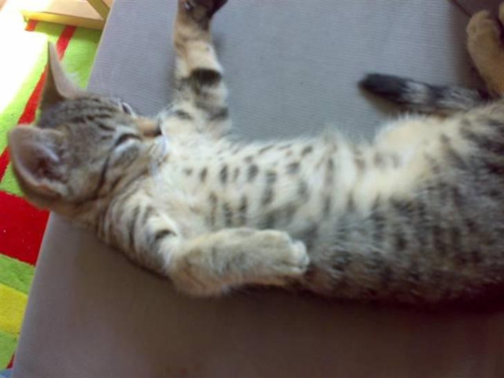 Blanding af racer Hr.Fluffy billede 15